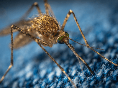About Quarterly Pest Control North Salt Lake - quarterly pest control experts in North Salt Lake